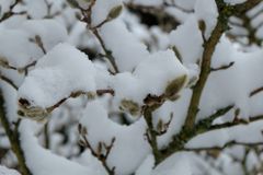 Sternmagnolie mit Schnee