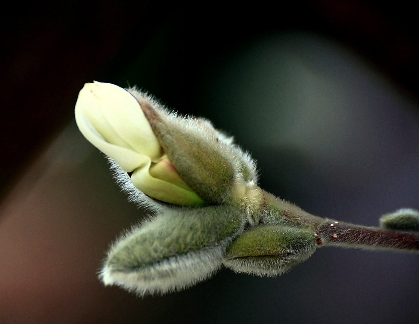 Sternmagnolie steht schon in den Startlöchern