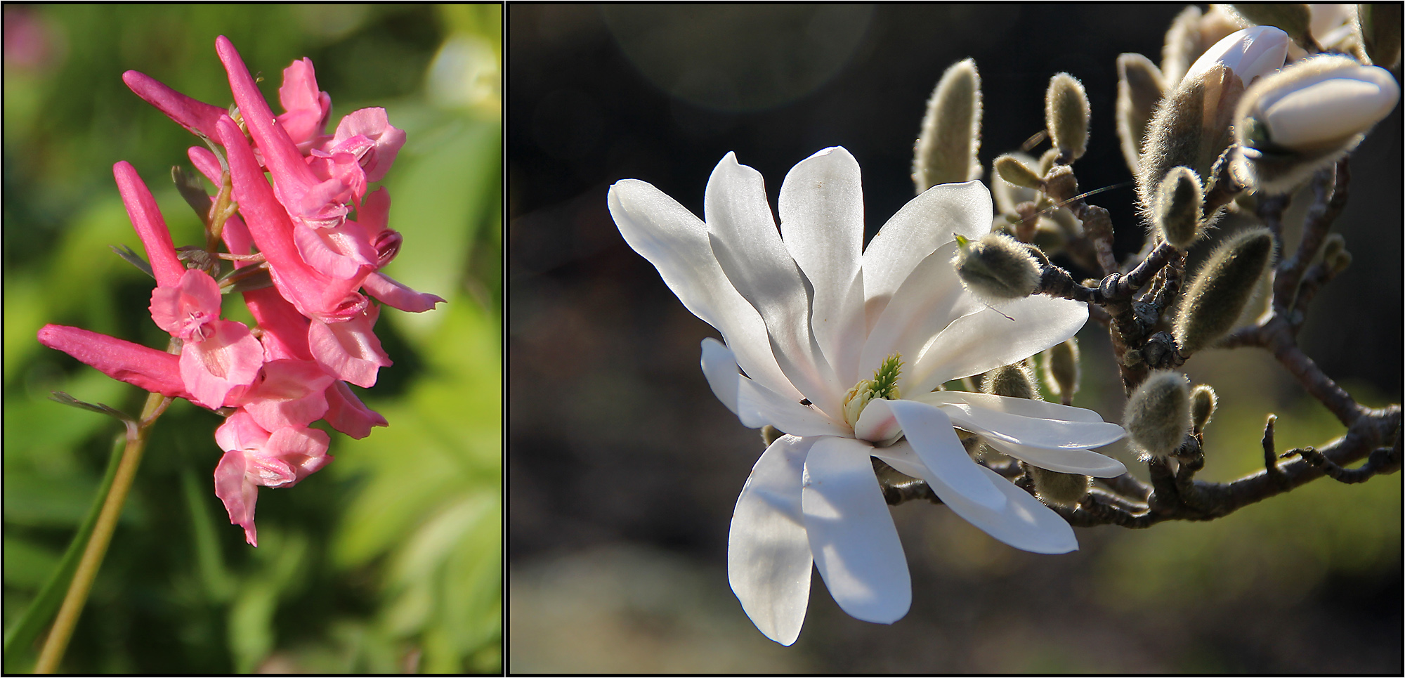 Sternmagnolie und ...