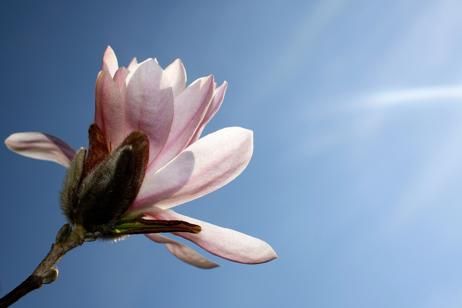 Sternmagnolie vor blauem Himmel