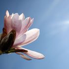 Sternmagnolie vor blauem Himmel