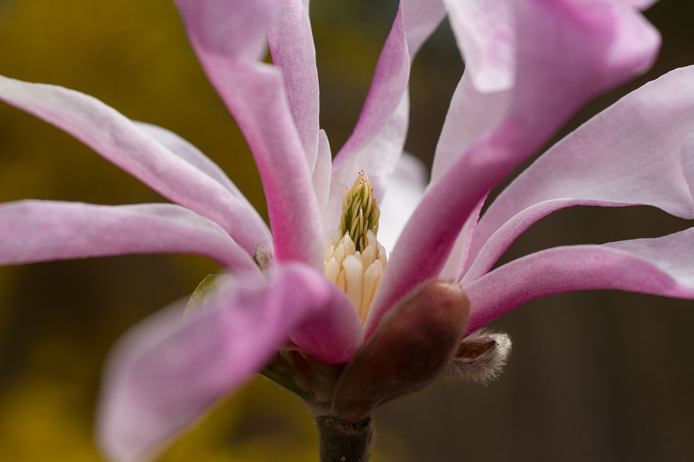 Sternmagnolien-Blüte