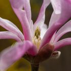 Sternmagnolien-Blüte
