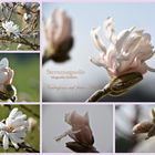 Sternmagnolien ( Magnolia Stellata)