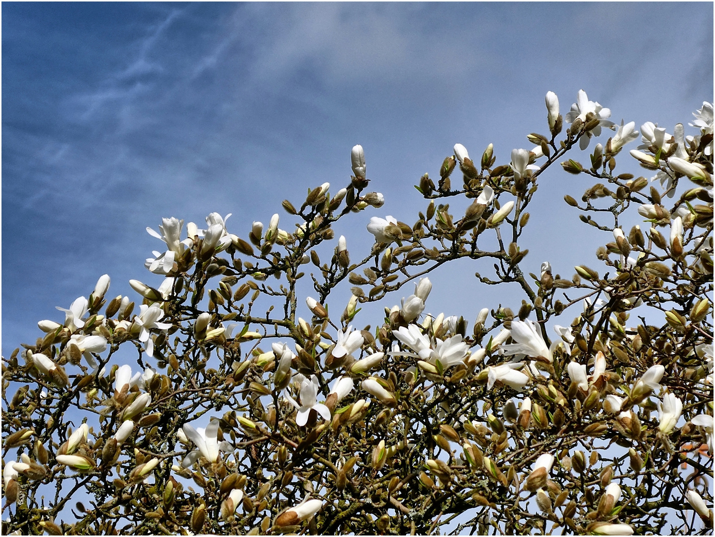 Sternmagnolienbaum