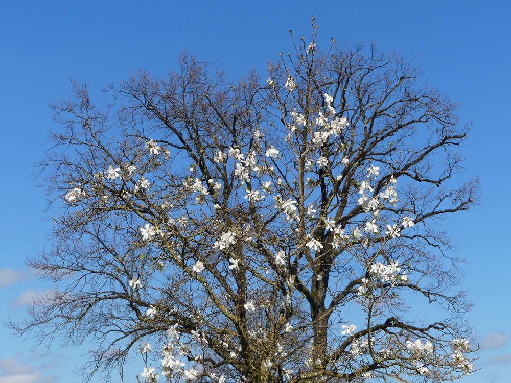 Sternmagnolienbaum