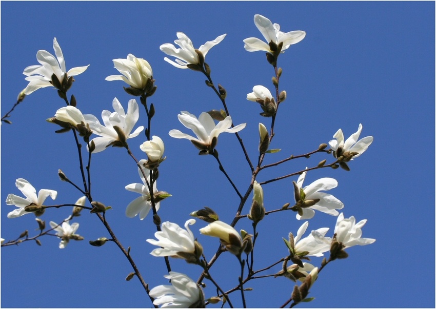 Sternmagnolienblüten