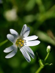 Sternmiere (Blüten-Makro/Ausschnitt)