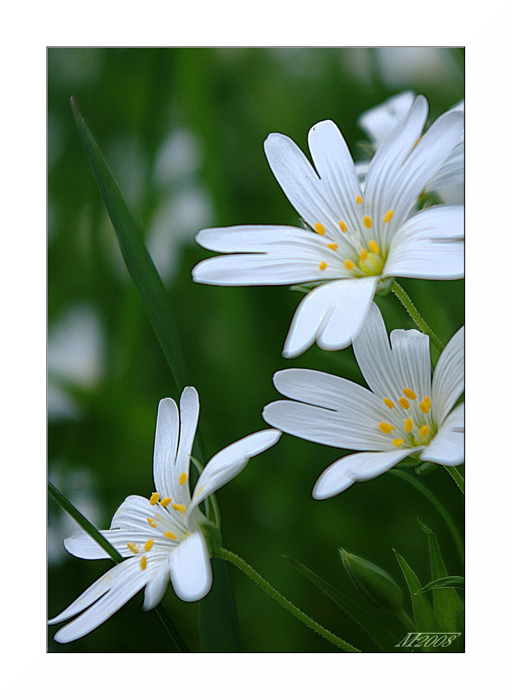 Sternmiere / chickweed