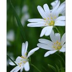 Sternmiere / chickweed