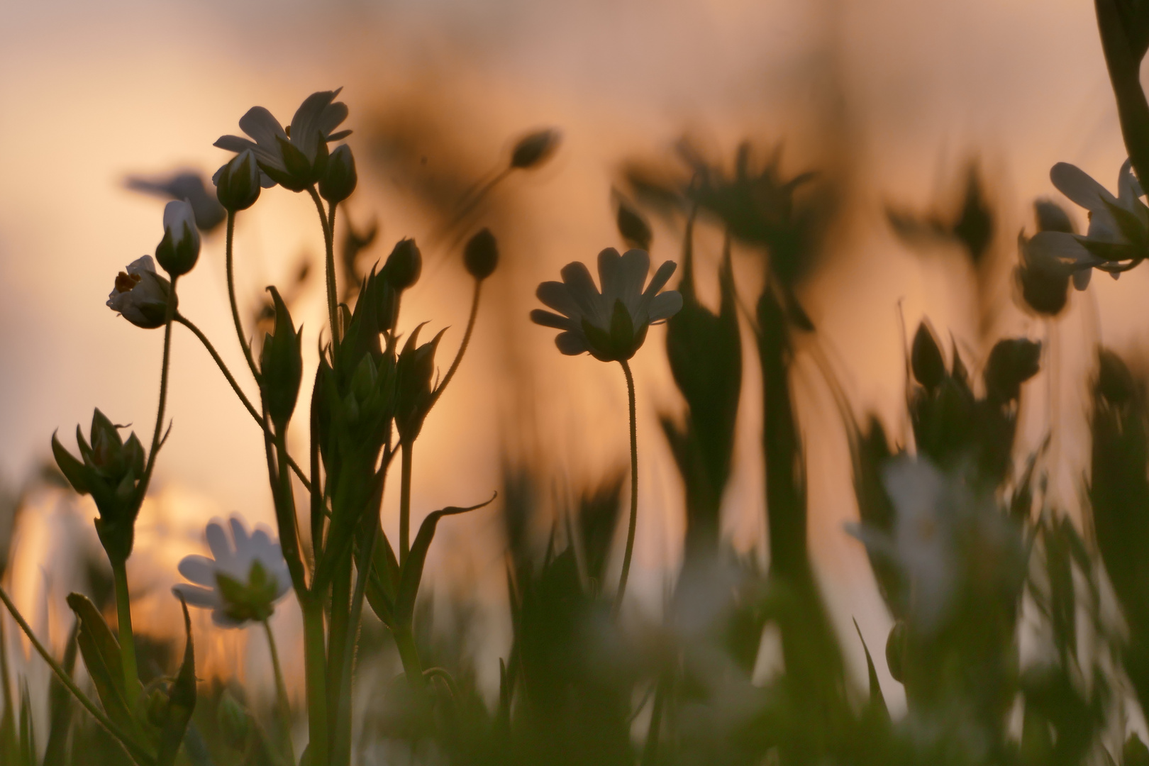 Sternmiere im Abendlicht