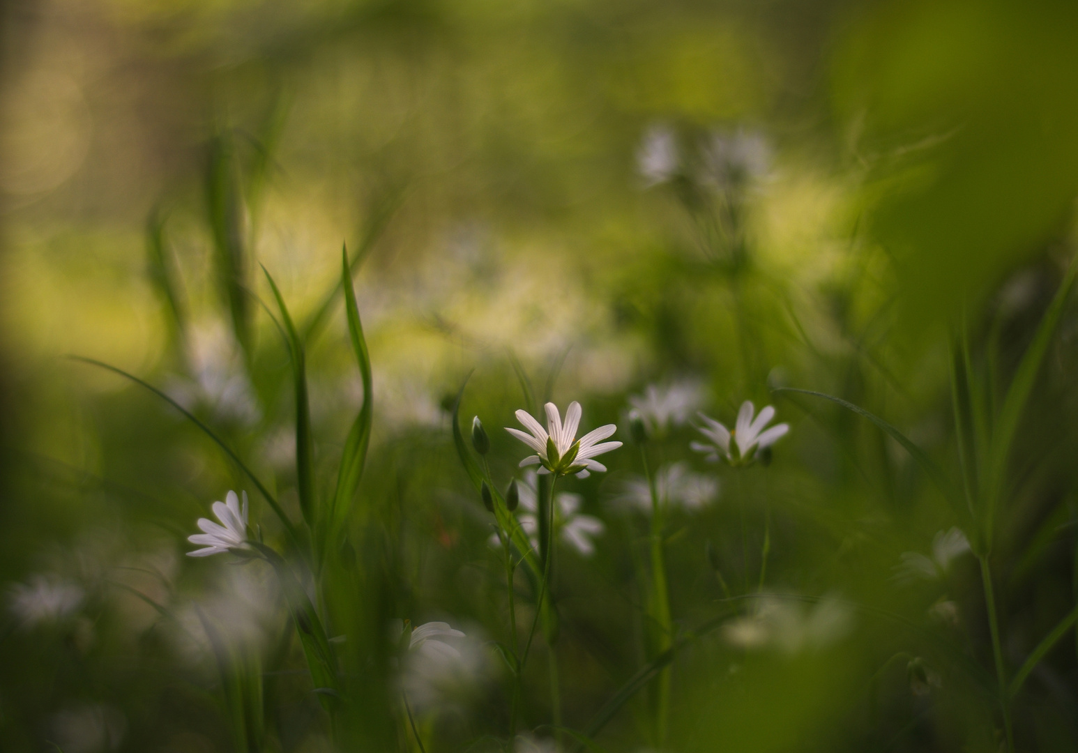 Sternmiere im Abendlicht