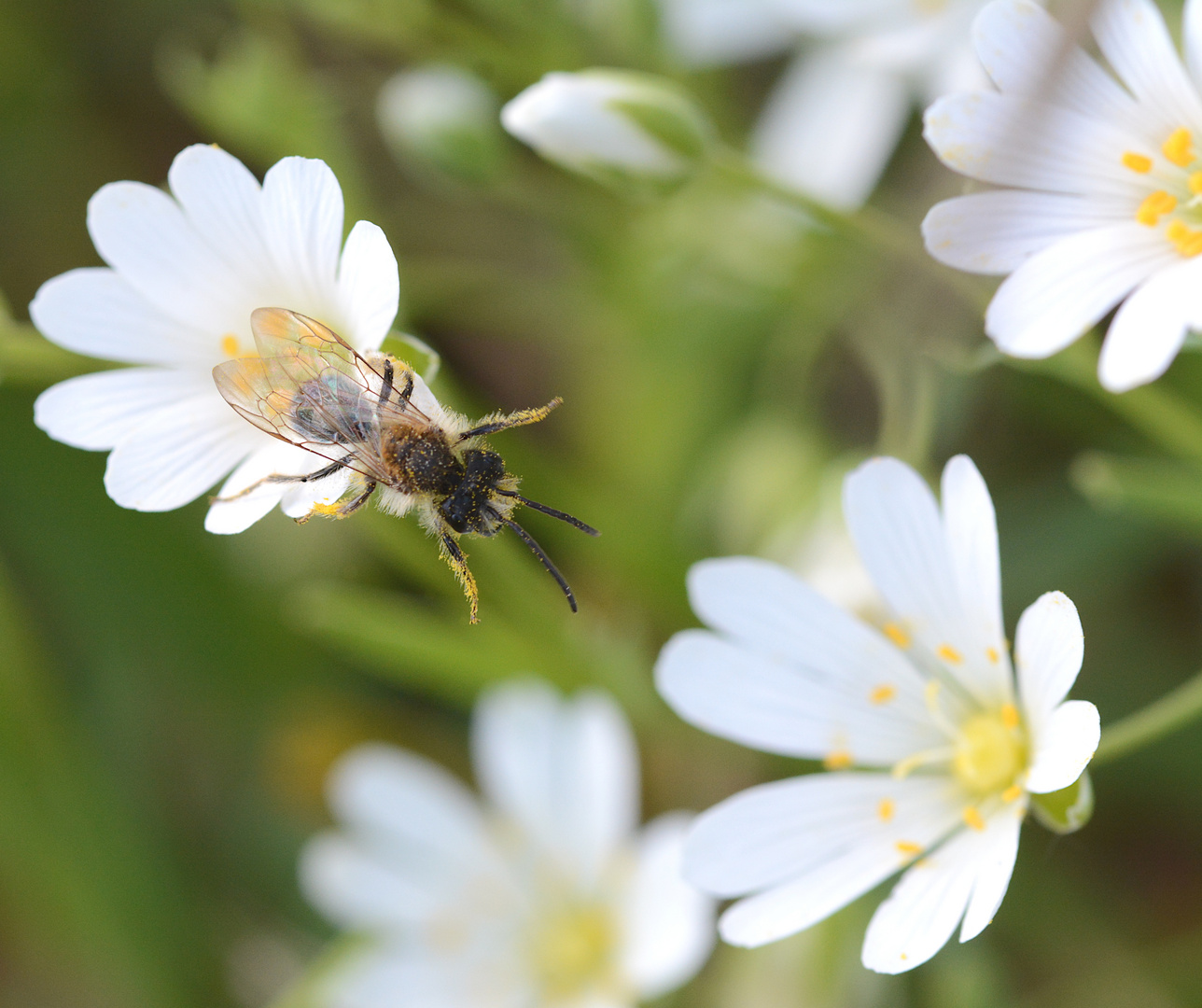 Sternmiere mit Besuch