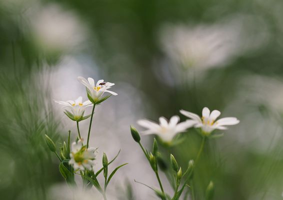 Sternmiere mit Besucher