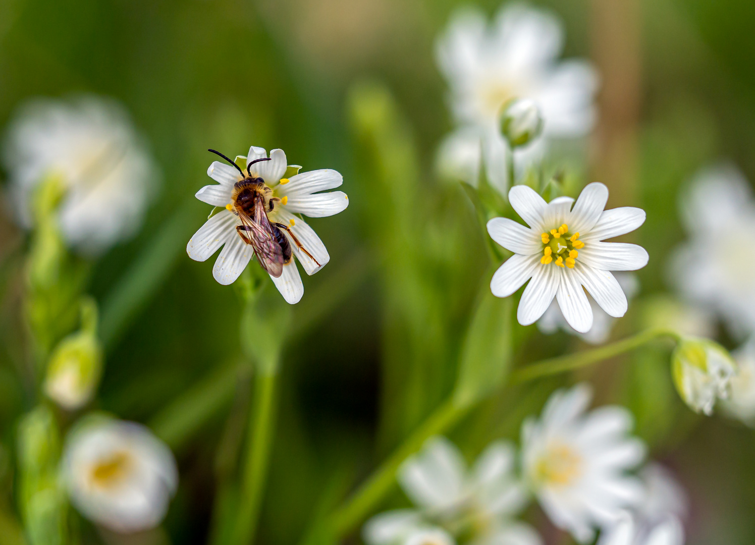 Sternmiere mit Insektenbesuch