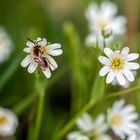 Sternmiere mit Insektenbesuch