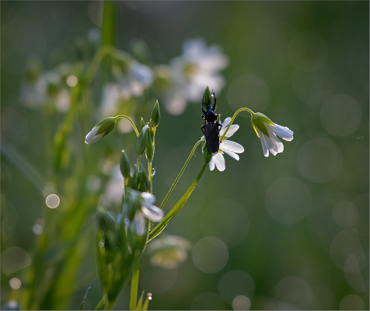 Sternmiere  -  Stellaria   . . .