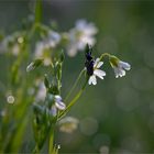 Sternmiere  -  Stellaria   . . .