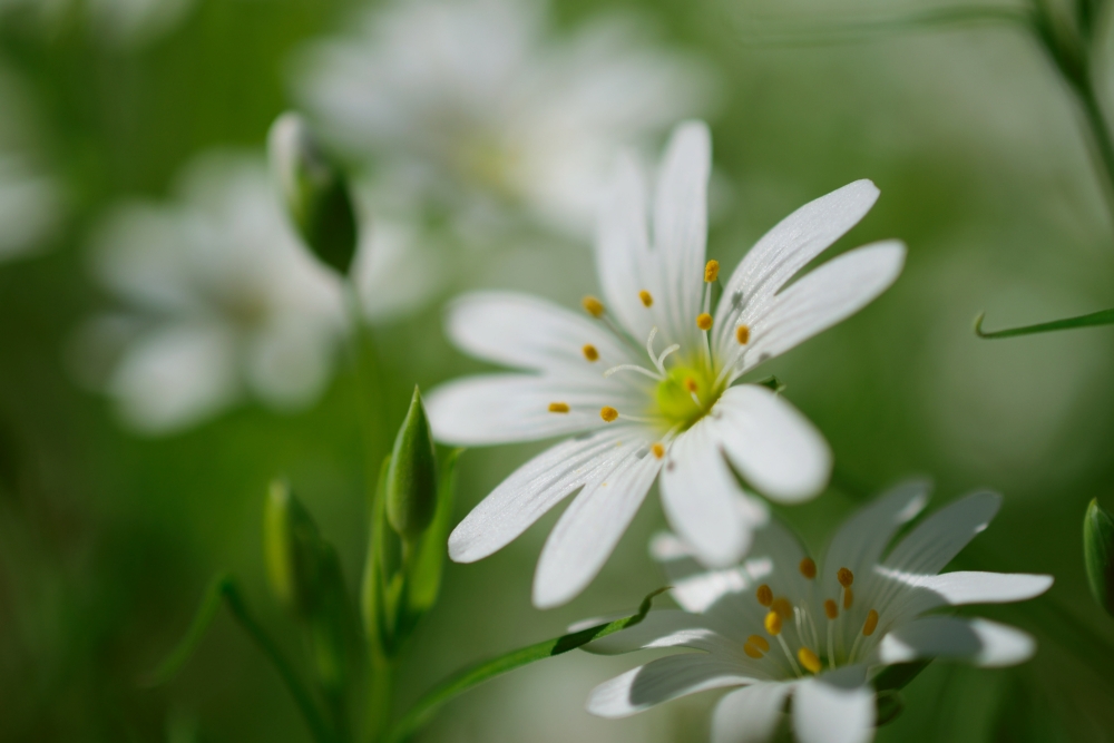 Sternmieren in der Frühlingssonne