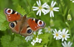 Sternmieren, Knoblauchrauke und Tagpfauenauge 01