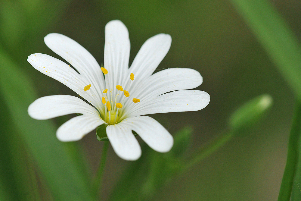 Sternmieren – Leuchten