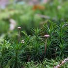 Sternmoos im Freiämter Wald