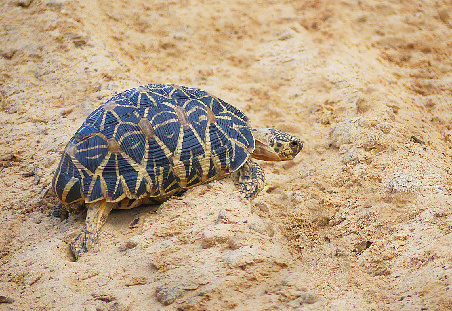 Sternschildkröte