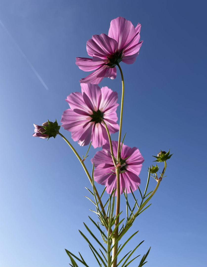 Sternschnuppe bei Tageslicht 