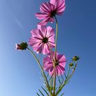 Sternschnuppe bei Tageslicht 