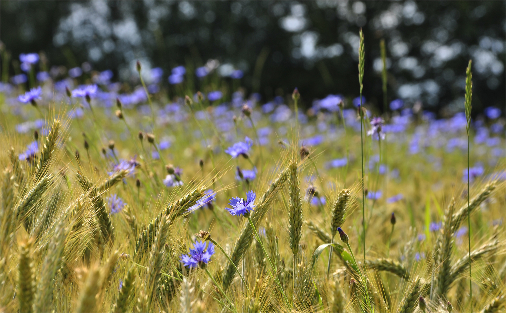 sternschnuppen in blau...