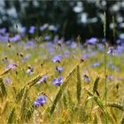 sternschnuppen in blau...