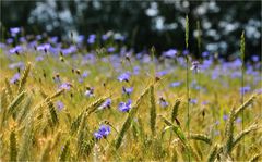 sternschnuppen in blau...