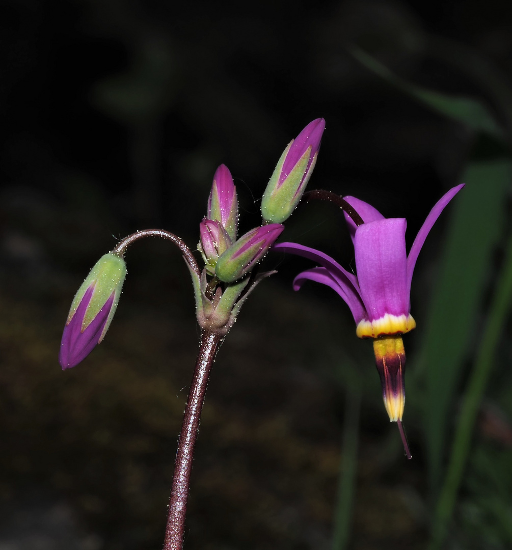 Sternschnuppenblume