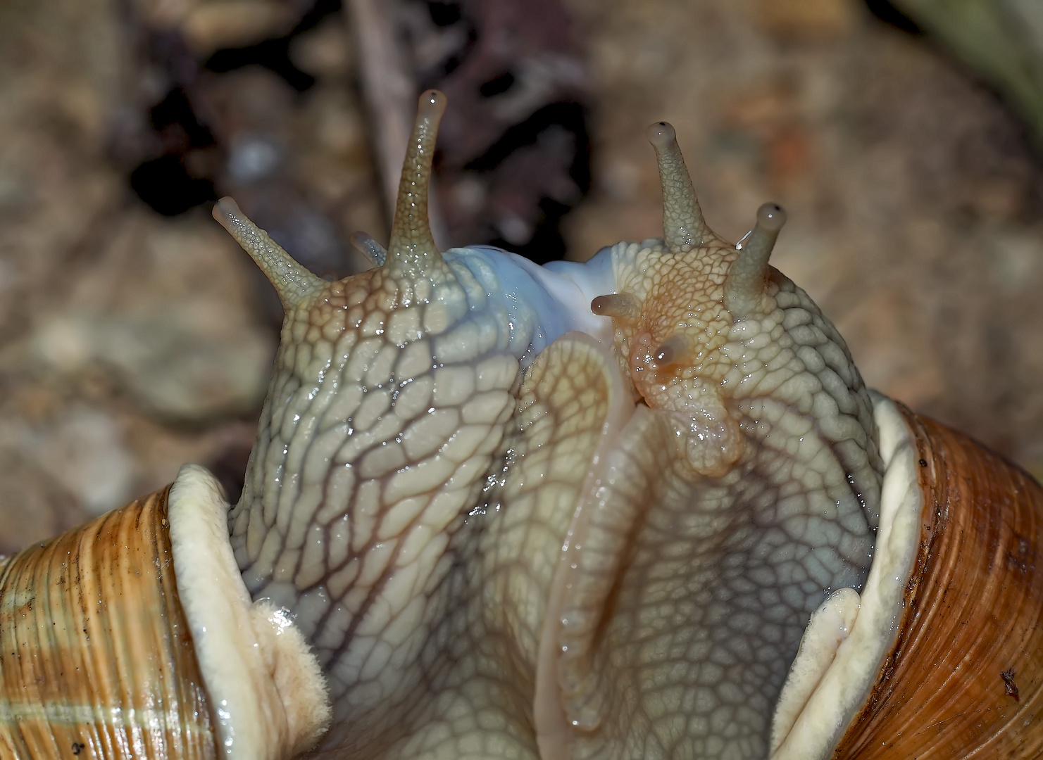 Sternstunde bei den Weinbergschnecken (Helix pomatia) - Escargot de Bourgogne.