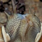 Sternstunde bei den Weinbergschnecken (Helix pomatia) - Escargot de Bourgogne.