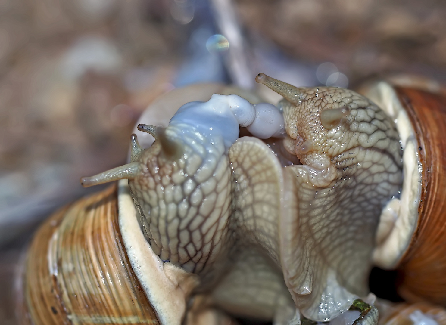Sternstunde bei den Weinbergschnecken (Helix pomatia)  - Escargots de Bourgogne.
