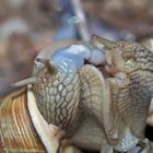 Sternstunde bei den Weinbergschnecken (Helix pomatia)  - Escargots de Bourgogne.