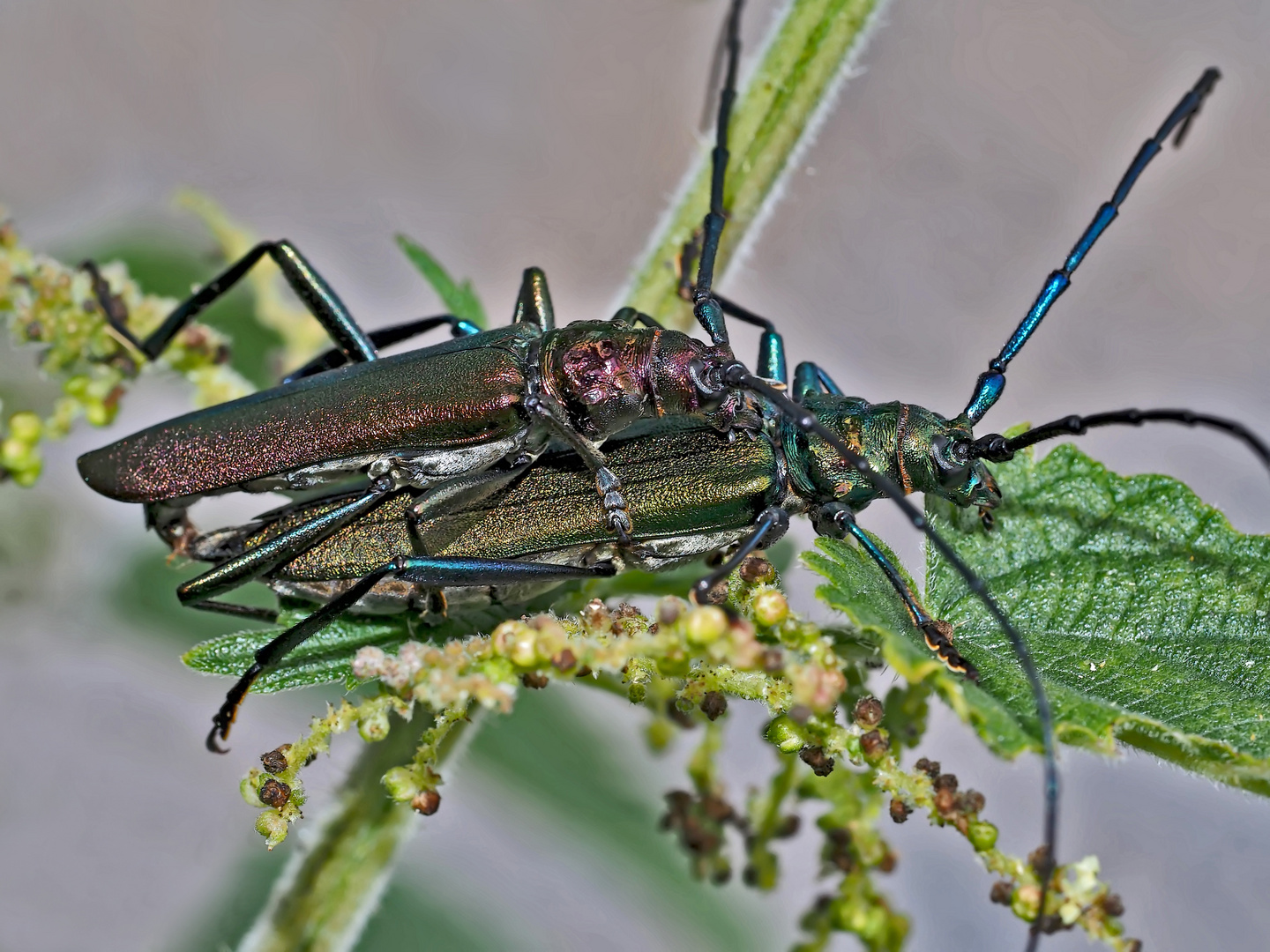 Sternstunde für den Moschusbock (Aromia moschata) - Aromie musquée.