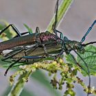 Sternstunde für den Moschusbock (Aromia moschata) - Aromie musquée.