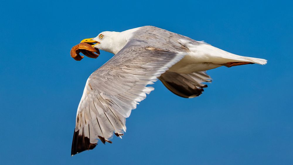 Sternstunde für die Silbermöwe