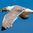 Sternstunde für die Silbermöwe