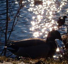 Sterntaler-Ente