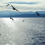 Sterntaler im Zürichsee