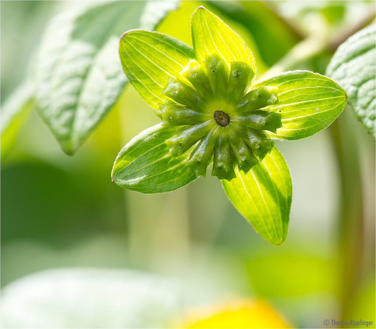 Sterntaler (Melampodium paludosum)...