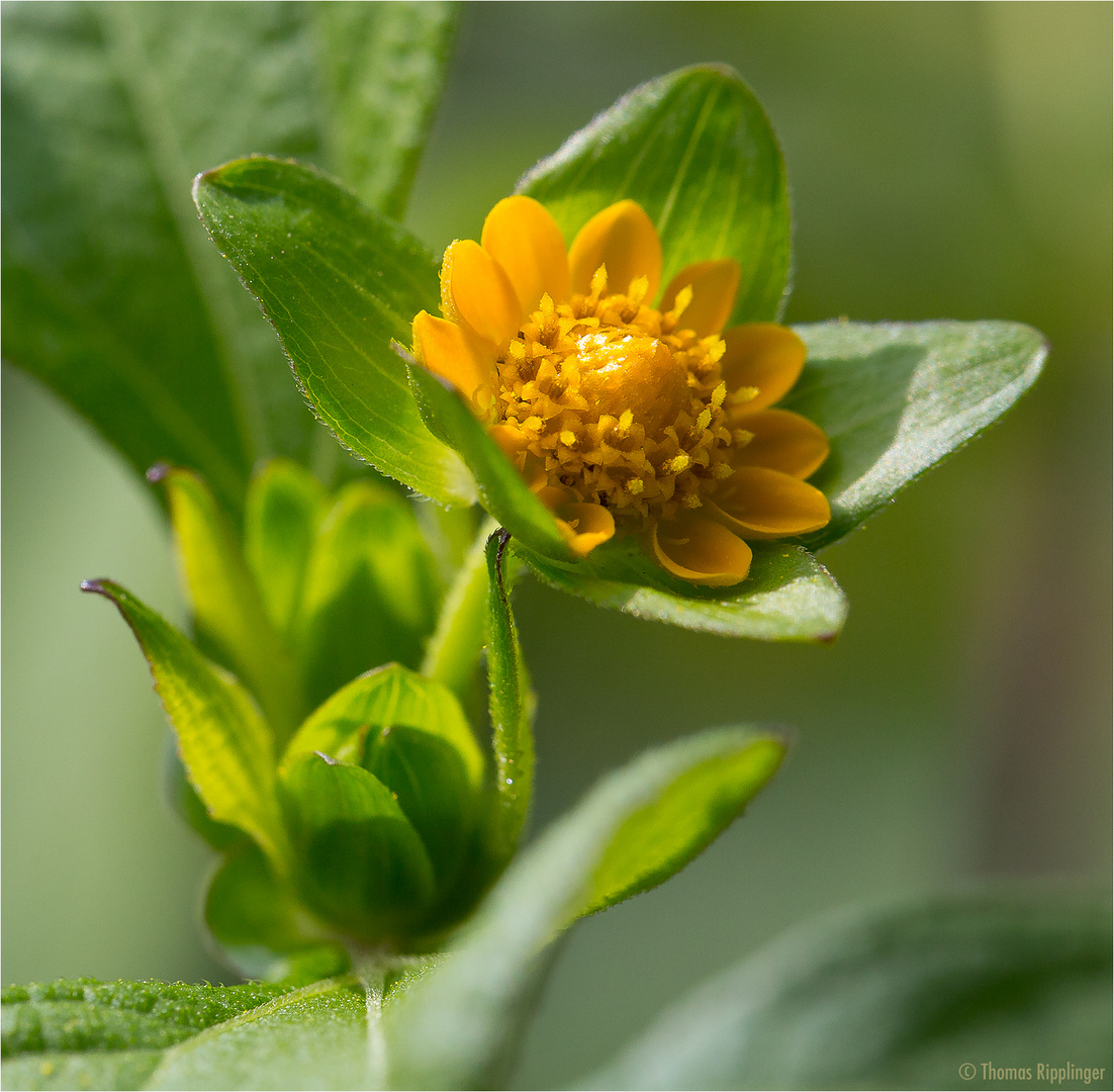 Sterntaler (Melampodium paludosum)..