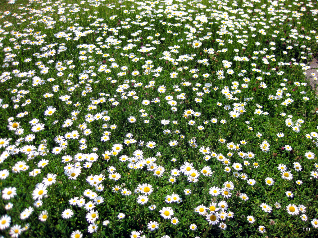 Sterntalers Wiese in Idyllistan