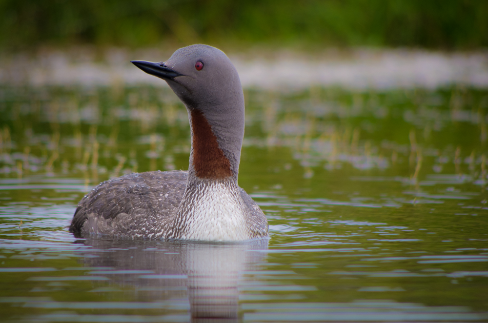 Sterntaucher