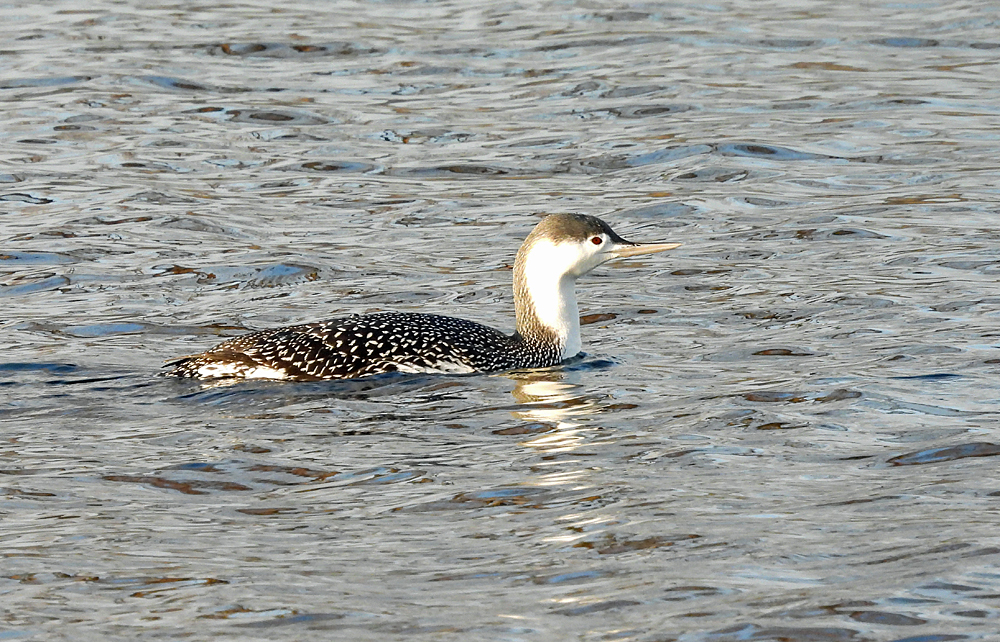 Sterntaucher