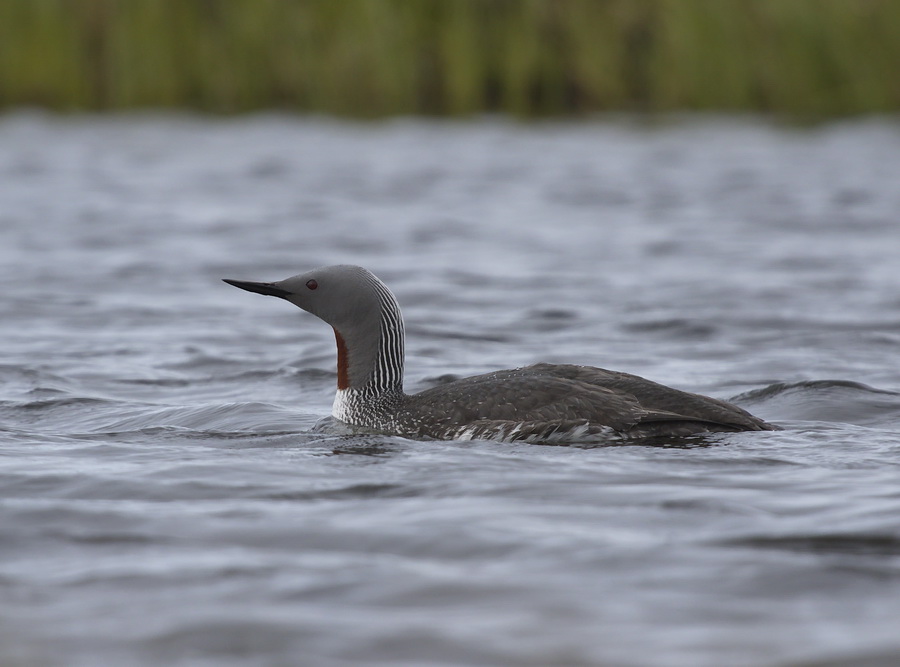 Sterntaucher