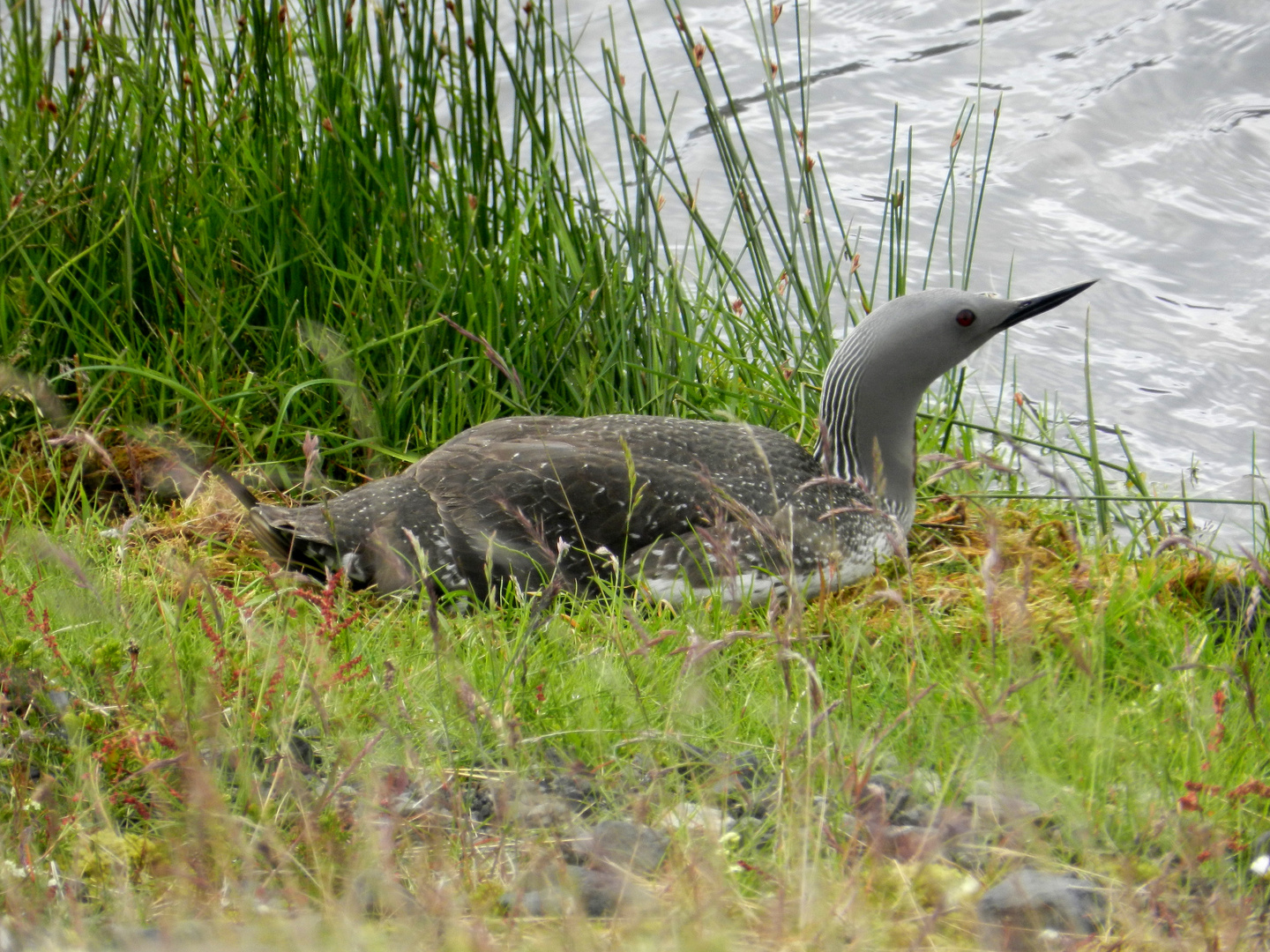 Sterntaucher